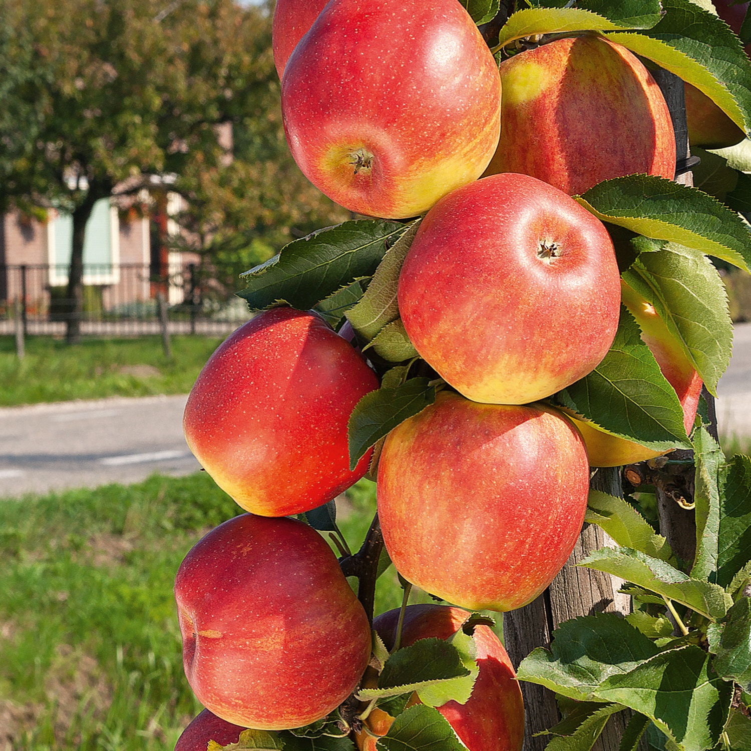 Obstbaum Apfel Jonagold Hofer