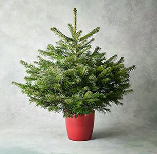 Christmas tree buying guide - Waitrose Florist