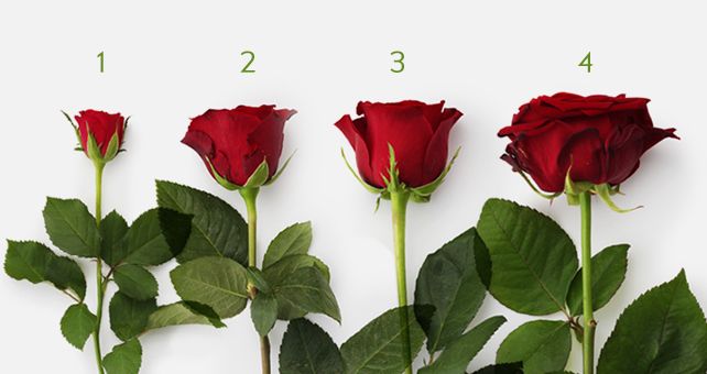 Red Rose Size Chart