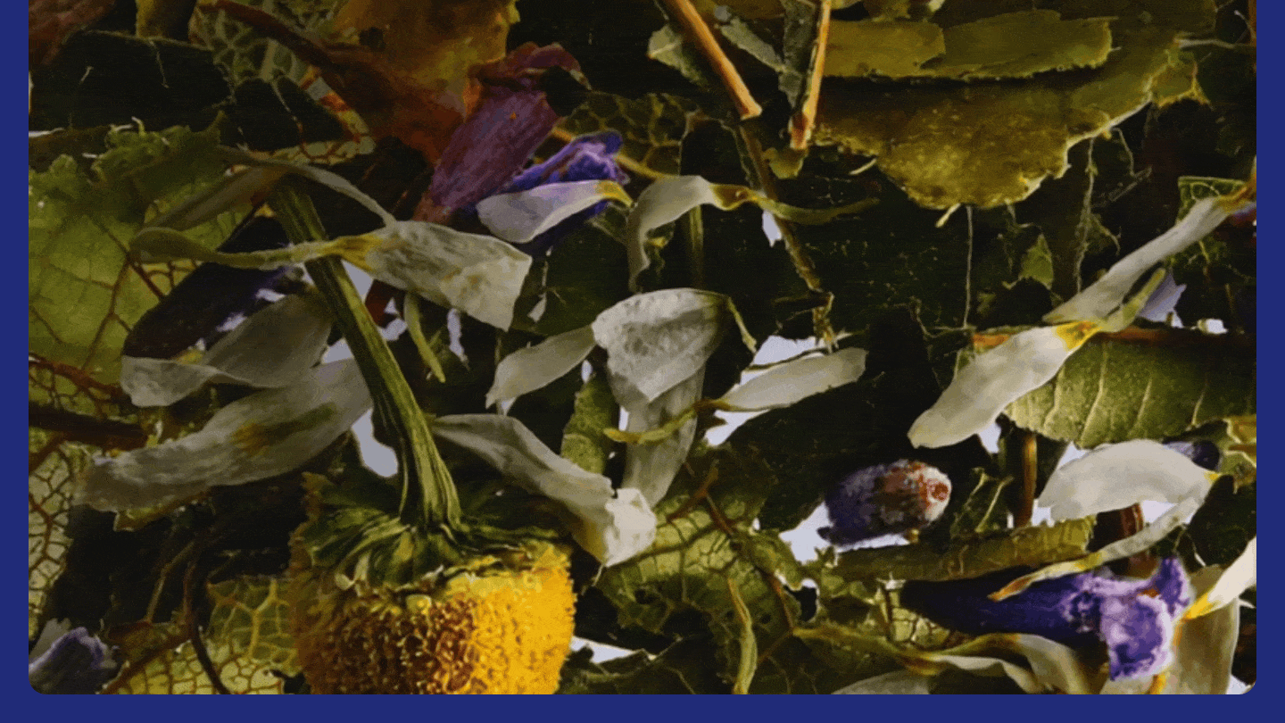 Anti-oxydant, anti-inflation : infusion parfumée X25