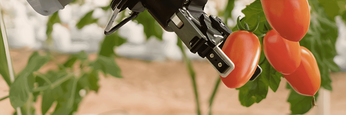 Agricultura inteligente, robot cosechando tomates