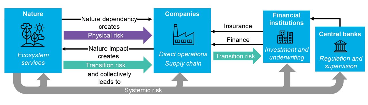 Figure 3: Nature impacts and dependencies create nature-related risks