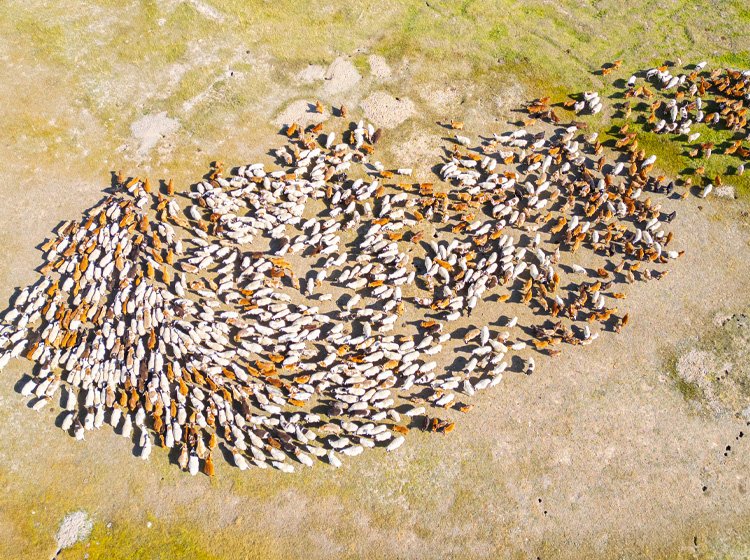 Il comportamento di branco si ritrova spesso in natura… e anche nei mercati.