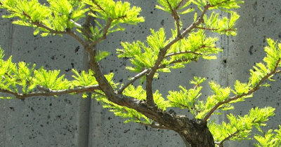 bonsai dracaena marginata Dracaena Marginata, the plant that purifies the air – Secret Garden Plant  Shop main image 1