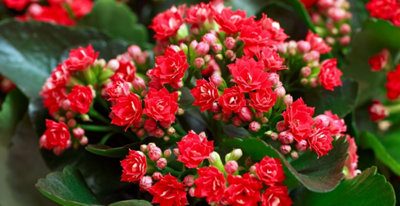 Kalanchoe