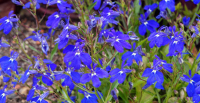 Lobelia