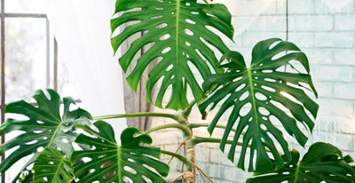 Monstera