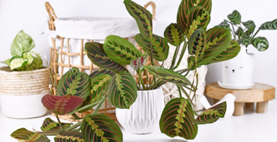 Maranta