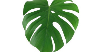 philodendron majesty Philodendron Majestic | Houseplant