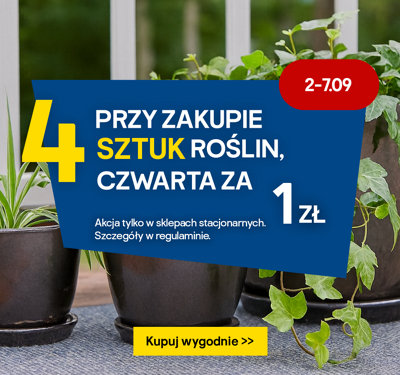 2-7.09 Przy zakupie 4 sztuk roślin, czwarta za 1 zł, akcja tylko w sklepach stacjonarnych, szczegóły w regulaminie Zobacz więcej >>