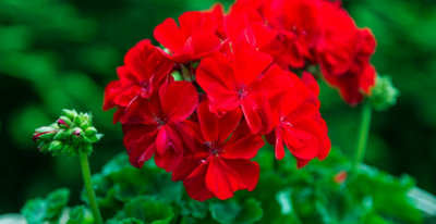 Pelargonia