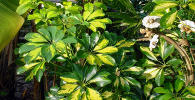 Dracena wonna  uprawa, pielgnacja, zastosowanie - Encyklopedia rolin