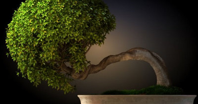 Jak leczy bonsai? - Inspiracje i porady