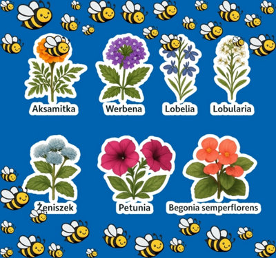 aksamitka, werbena, lobelia, lobularia, żeniszek, petunia, begonia semperflorens