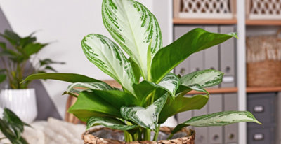 Aglaonema