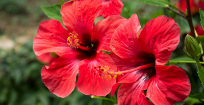 Hibiskus