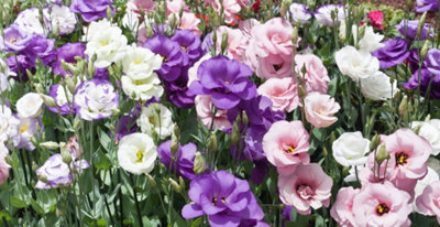 Eustoma