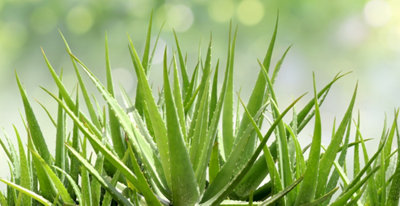 aloe vera gel gut für die haut Santaverde aloe vera gel pur 100 ml – Feuchtigkeit & Beruhigung main image 1