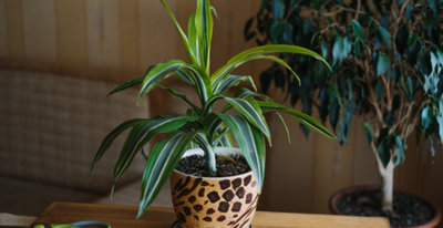 Dracena wonna  uprawa, pielgnacja, zastosowanie - Encyklopedia rolin
