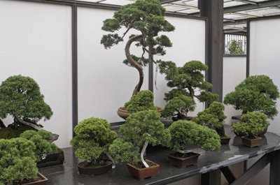 Jak leczy bonsai? - Inspiracje i porady