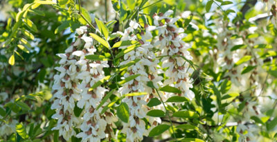 Robinia akacjowa