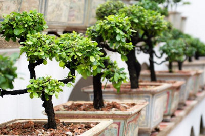 Jak samodzielnie wykona bonsai? - Inspiracje i porady