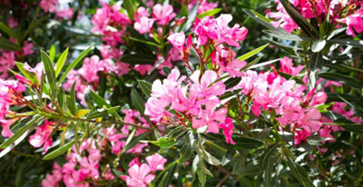 Oleander