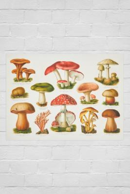 The Dybdahl Co. Mushrooms Poster | Urban Outfitters UK