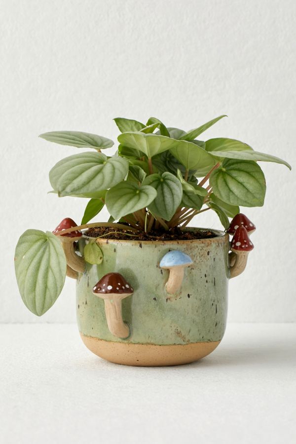 Slide View: 2: Sprouting Mushroom Planter