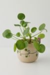 Thumbnail View 1: Peeking Frog Planter