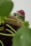 Thumbnail View 2: Peeking Frog Planter