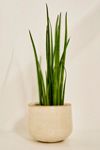 Blumentopf in Elfenbein, 18 cm Durchmesser Urban Outfitters DE