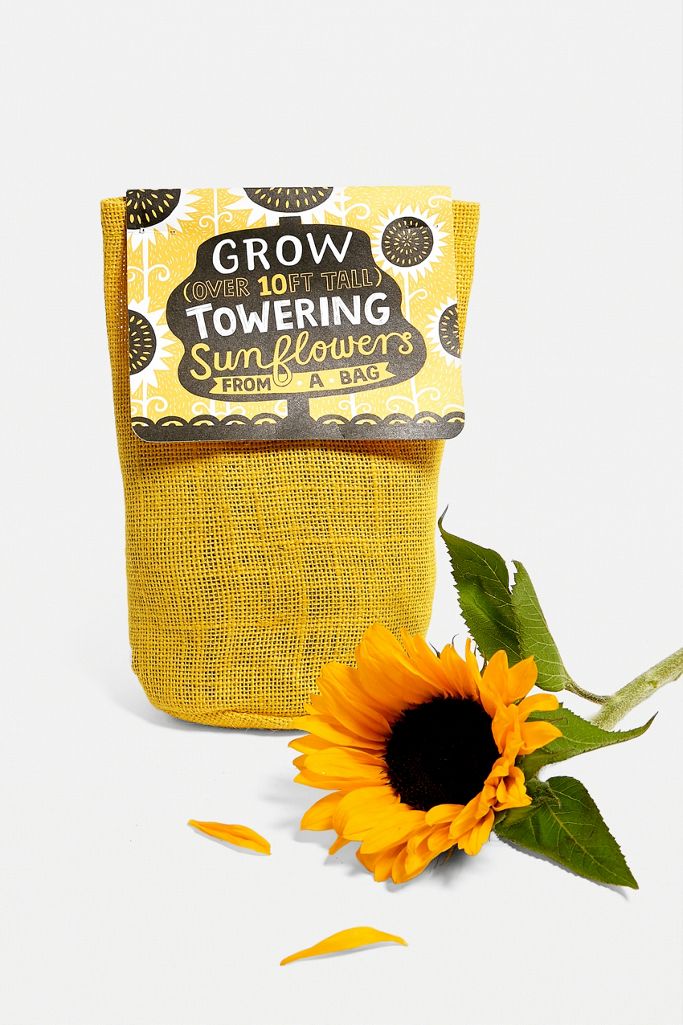 Towering Sunflower Grow Kit Urban Outfitters UK