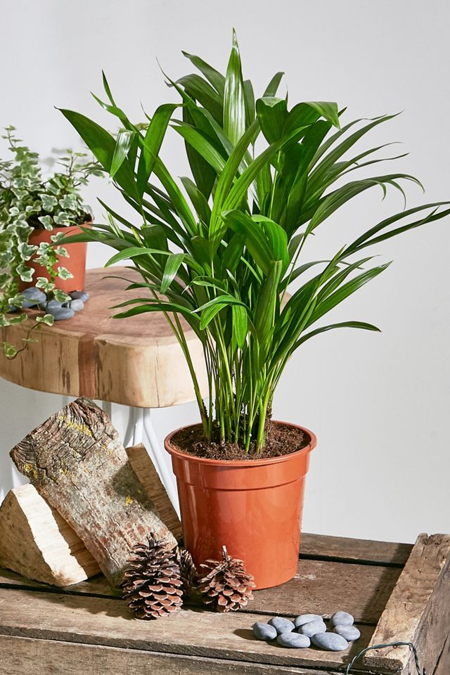 Areca Palm Live Plant Urban Outfitters UK