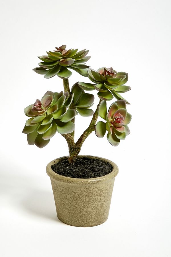 Faux Echeveria Potted Plant Urban Outfitters UK
