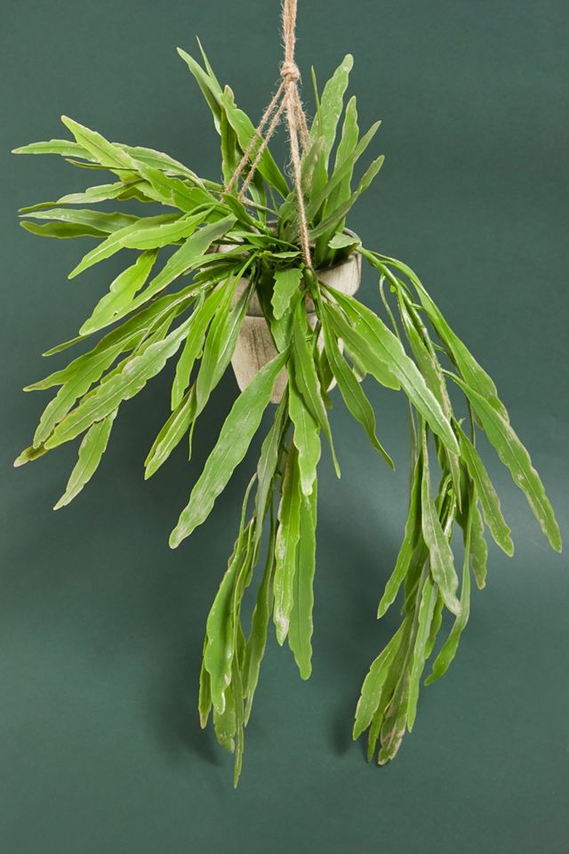 Künstliche RhipsalisHängepflanze Urban Outfitters DE