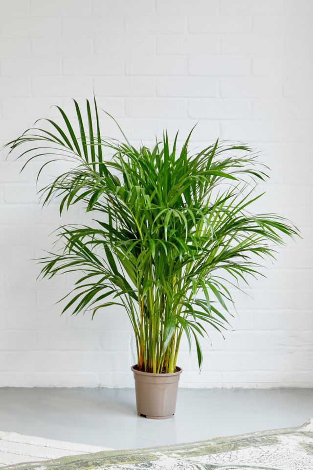Pointless Plants Live Palm Plant Urban Outfitters UK