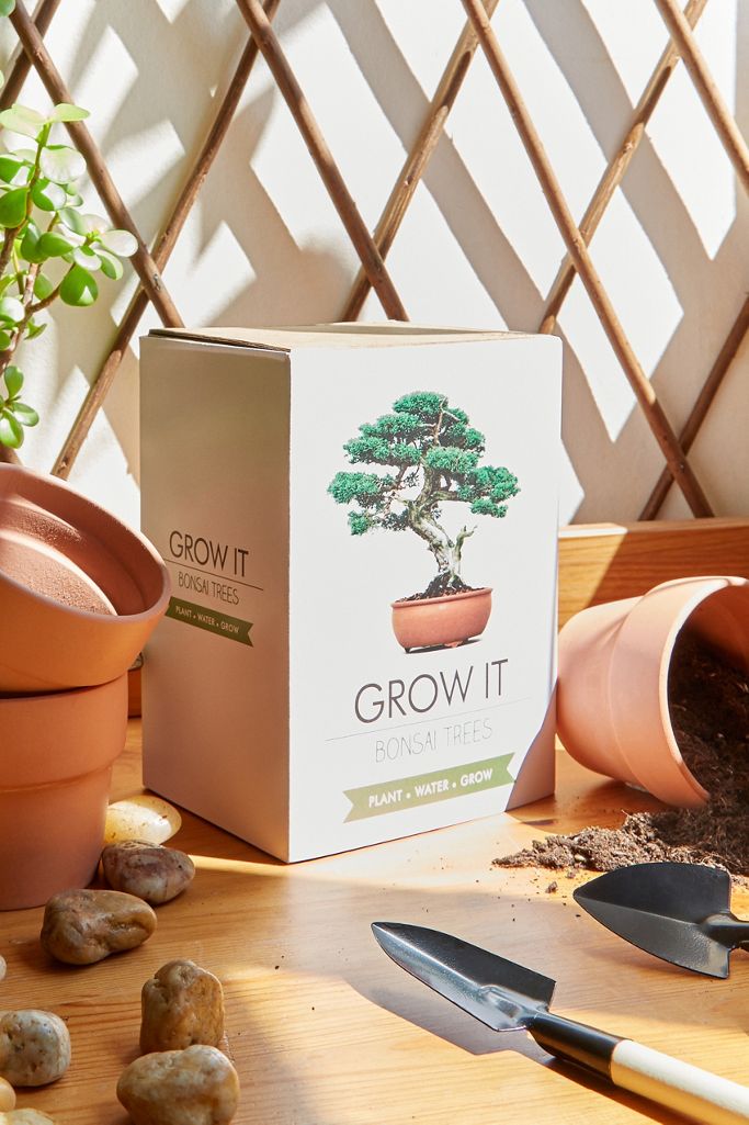 Grow It Bonsai Tree Kit Urban Outfitters Uk