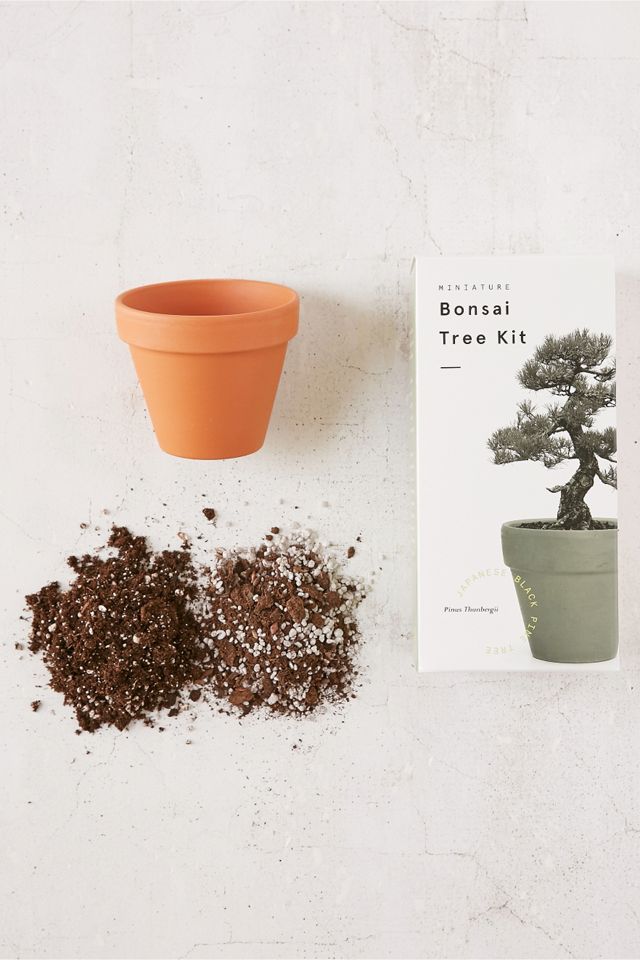 Miniature Indoor Bonsai Pine Tree Grow Kit Urban Outfitters UK