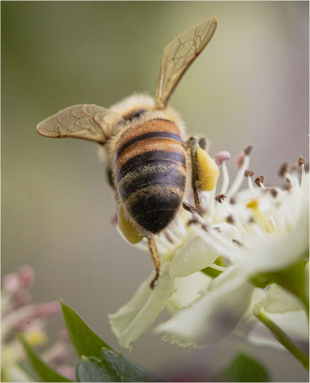 Ape su un fiore