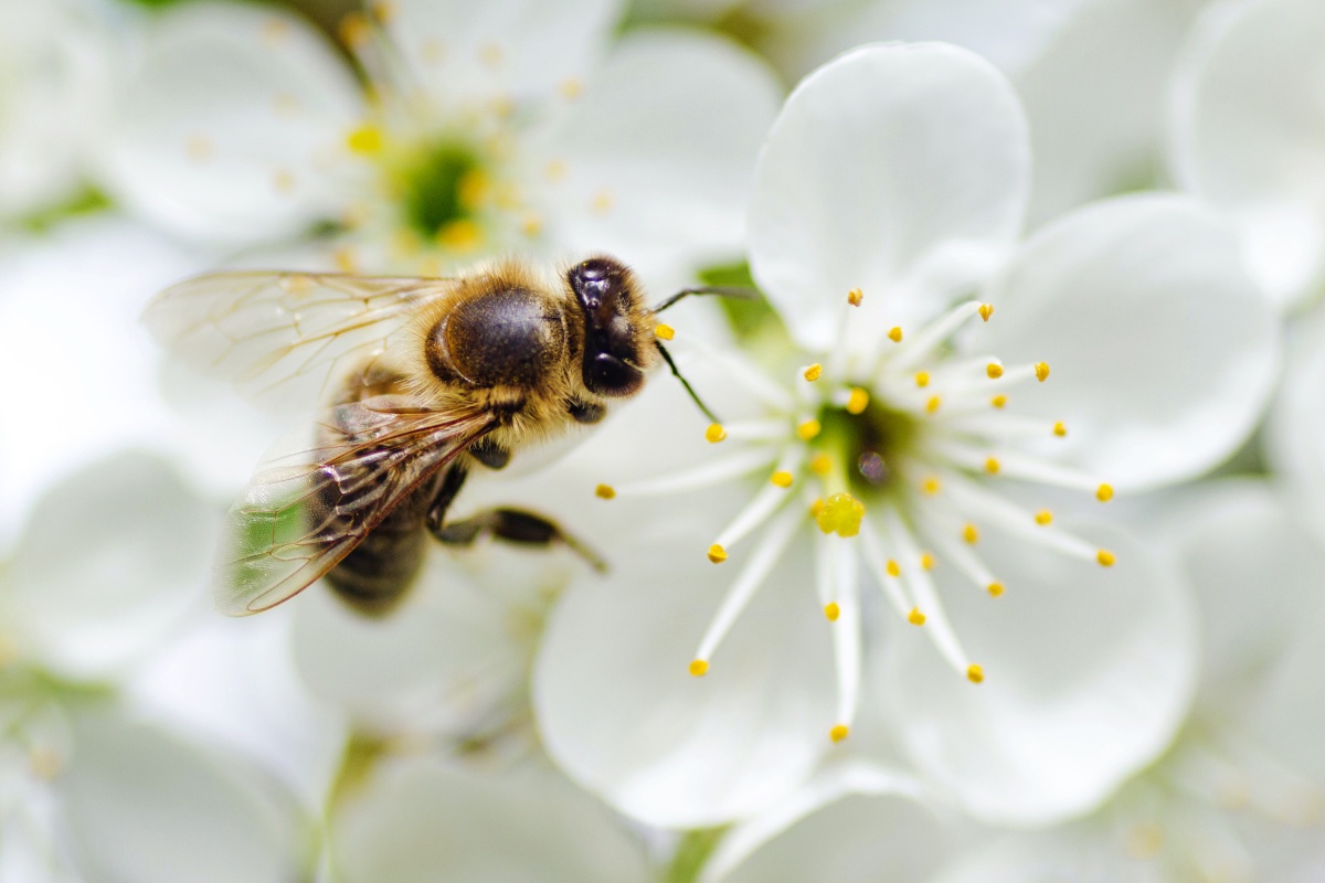 Eine Biene sitzt auf einer weisen Blüte.