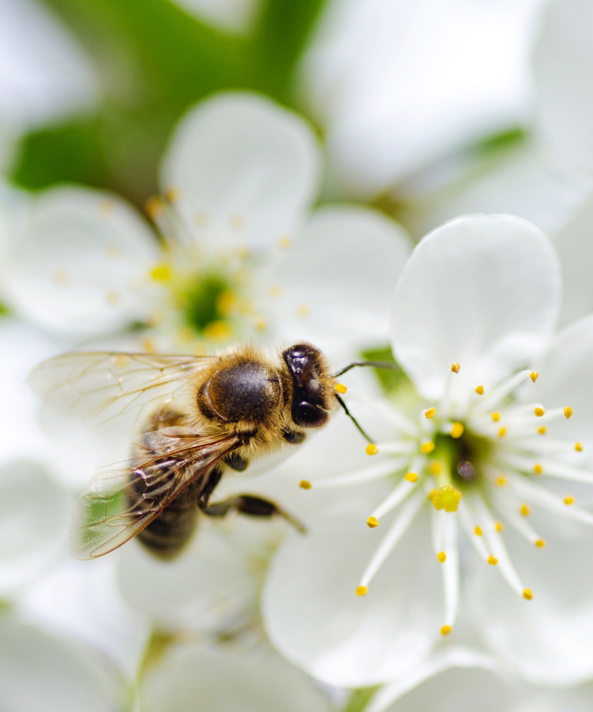Eine Biene sitzt auf einer weisen Blüte.