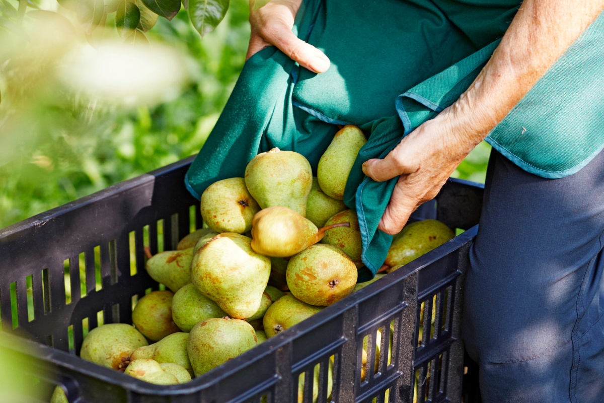 Eine Person füllt frisch aufgelesene Bio-Birnen in einen Korb.