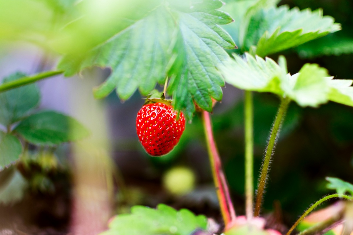 Eine reife Bio-Erdbeere hängt an einem Strauch.