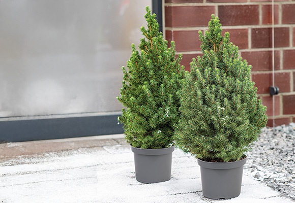 Dve okrasni mini smreki pred hišo