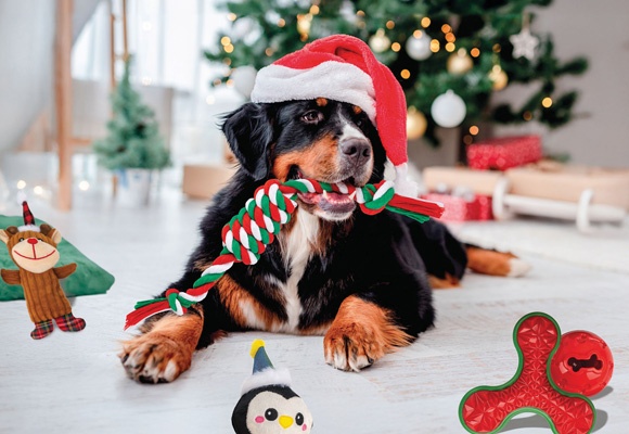 Kuža ima na glavi božično kapo, v ustih in okoli njega so božične igrače, v ozdju božično drevesce