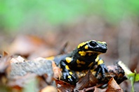 Feuersalamander
