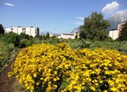 Urbaner Garten mit blühenden Blumen