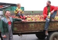 Apfelbauer mit Anhänger voller Äpfel