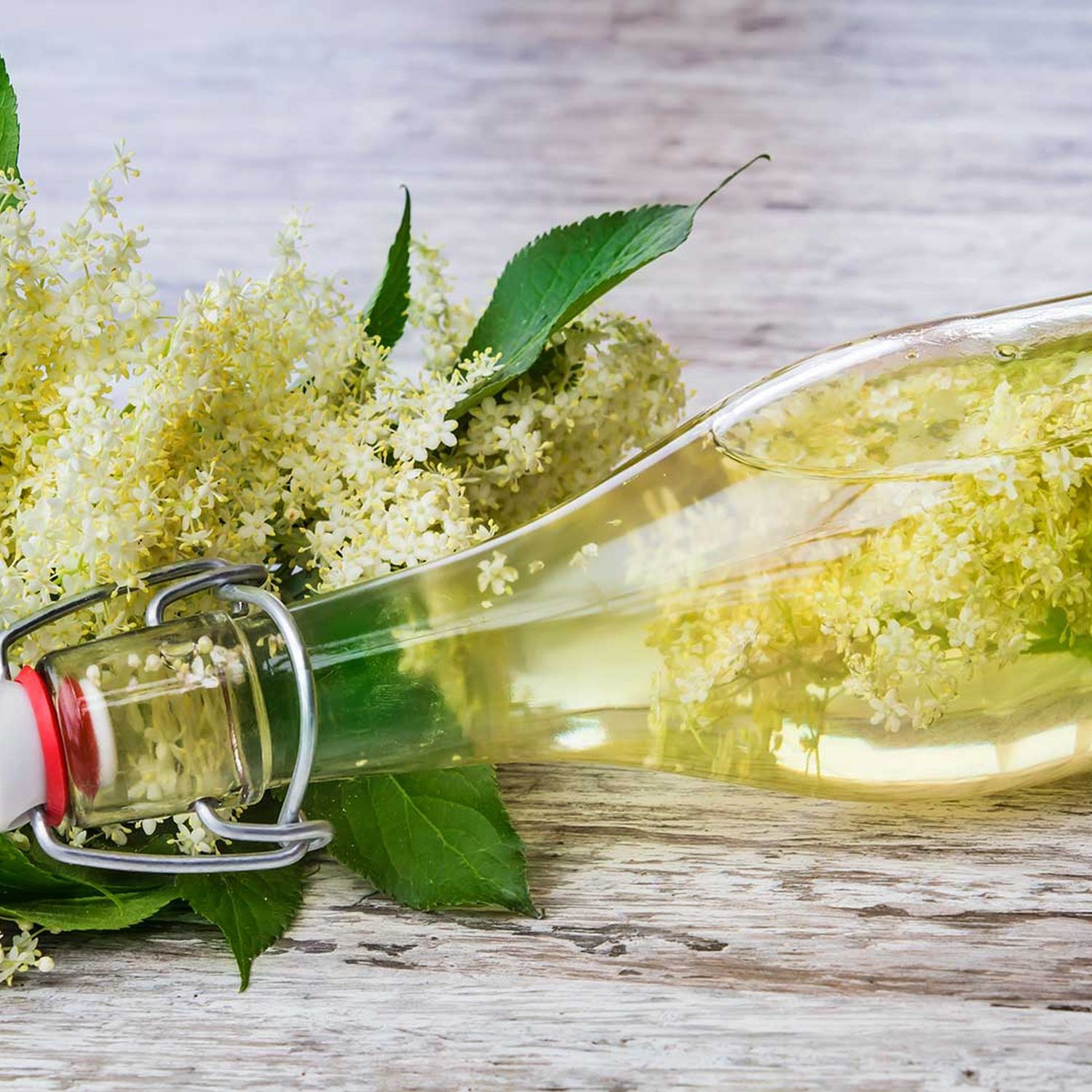 Holunderblüten-Sirup Rezept | HOFER Rezeptwelt